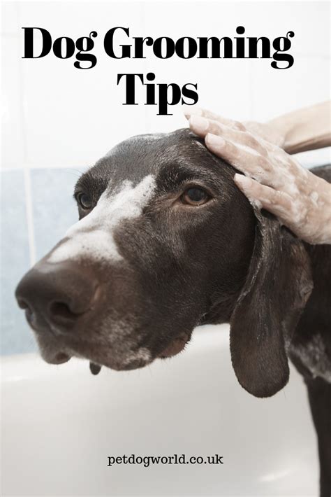 Dog Grooming Tips - Pet Dog World