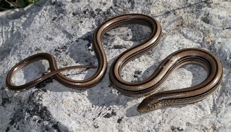 Western Slender Glass Lizard in Central Kansas, USA