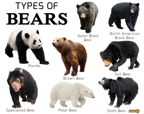 Bear Facts, Types, Lifespan, Classification, Habitat, Pictures