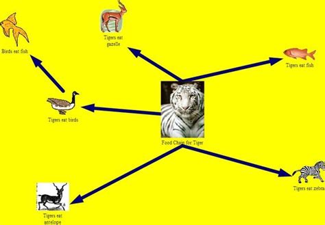 Bengal Tiger - Adaptations of organisms