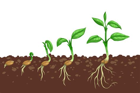 Plant growth steps, seed germination in soil 14041651 Vector Art at Vecteezy