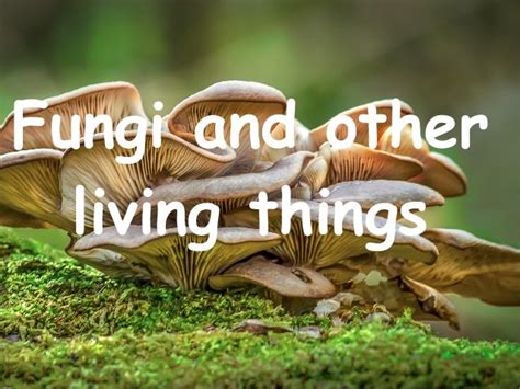 Fungi and other living things