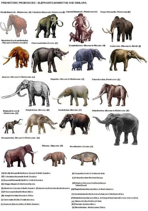 23 best Extinct images on Pinterest | Extinct animals, Animales and Prehistoric animals