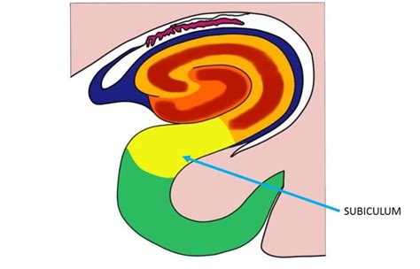 Subiculum - definition — Neuroscientifically Challenged