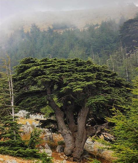 The mighty cedar Photo by: @ragheb02 #hd_lebanon | Cedar trees, Unique trees, Lebanon tree