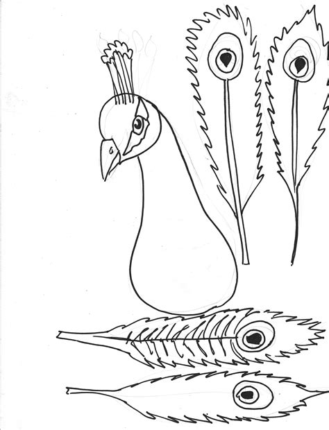 Peacock feathers coloring pages download and print for free