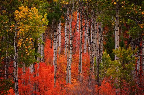 Fall Color with Aspen Trees Photograph by Ed Broberg - Fine Art America