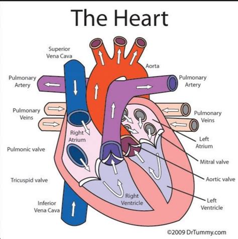 Title: Heart/ Blood Flow --> WITH LABELED, COLORED ILLUSTRATION (ARROWS included!) - due ...