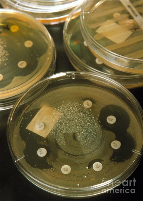 Petri Dish Bacterial Antibiotic Sensitivity Photograph by Jim Varney/science Photo Library