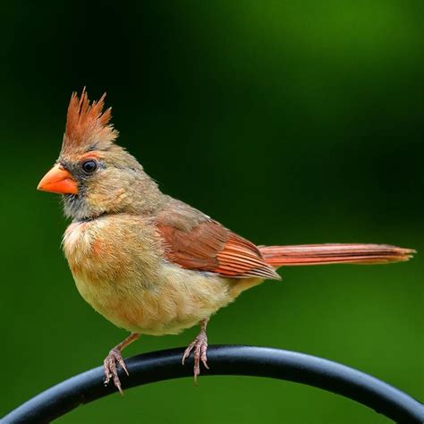 Female Cardinal Bird Colors – Warehouse of Ideas