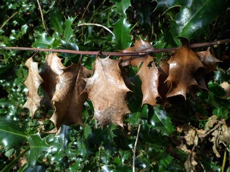 Holly Bush Problems - Pests And Diseases Of Holly Shrubs | Gardening Know How