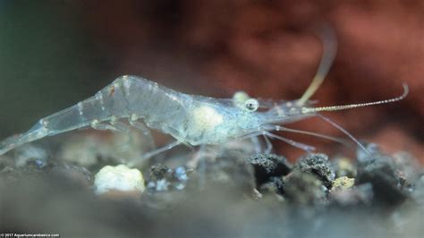 Ghost Shrimp Eating And Food Gets Stolen In Tank