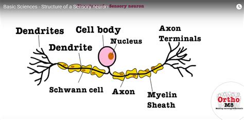 Neuron Diagram Labeled