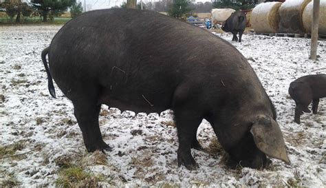 A Few Tips For Determining If Your Pig Is Pregnant - Hobby Farms