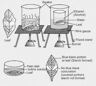 To show experimentally that light is necessary for photosynthesis - Lab Work