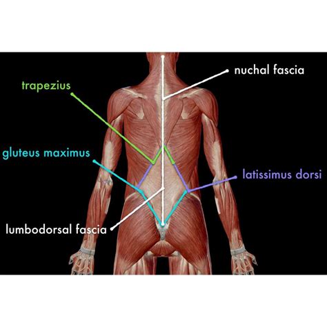 PhysioOsteoBook - LUMBODORSAL FASCIA ⠀ [FUNCTIONAL ANATOMY] | Facebook