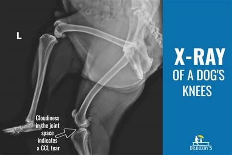 Torn ACL in Dogs: Signs, Symptoms, Surgery Options (2022)