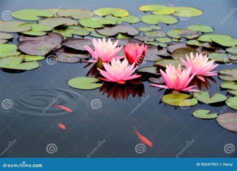 Pond with Pink Water Lily and Koi Fish Stock Image - Image of beauty, bloom: 95247953