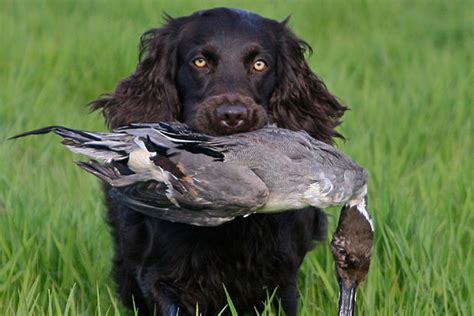 5 Rare Bird Hunting Dogs That Make Great Companions | GearJunkie