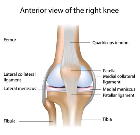 Knee Anatomy