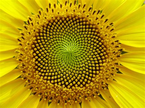 Randomnies: SunFlower: the Fibonacci sequence, Golden Section