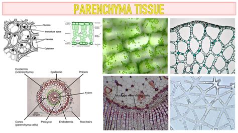 Parenchyma Tissue characteristics, Types and Functions | Free Biology Notes - Rajus Biology