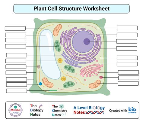 Plant Cell Structure Worksheets