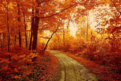 🔥 [90+] Autumn Forest Wallpapers | WallpaperSafari