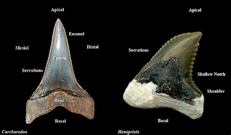 Animal Teeth Identification Chart