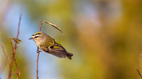 Smallest species shifting the fastest: Bird body size predicts rate of change in a warming world ...