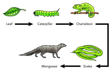 What is a Food Chain? - C.S.W.D