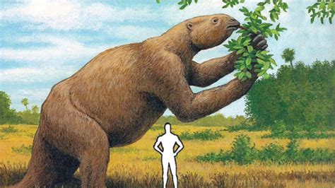 Prehistoric Giant Sloth Size | Bruin Blog