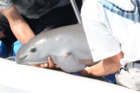 Scientists successfully capture, examine and release vaquita — Porpoise Conservation Society