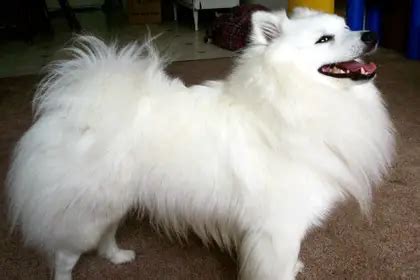 Miniature American Eskimo Dog Information, Facts, Pictures, Training and Grooming