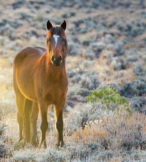 Sunset Wild Horse Photograph by Chelsea Doyen-Thomas | Fine Art America