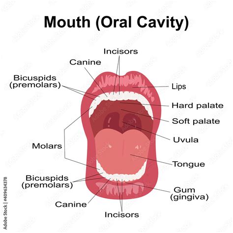 Mouth Anatomy Diagram - Infoupdate.org