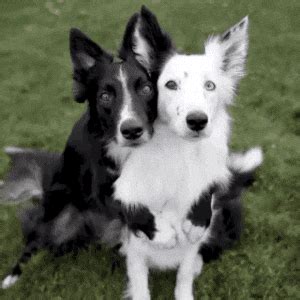 Dog GIF - Find & Share on GIPHY