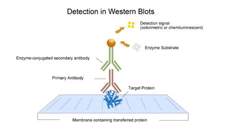 Western Blot Schematic