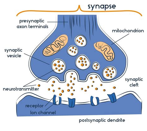 Simple Synapse Diagram