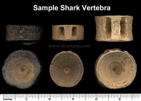 Xenosmilus Hodsonae Florida Vertebrate Fossils