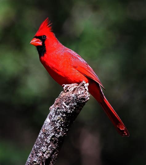 fred walsh photos: Northern Cardinal-male