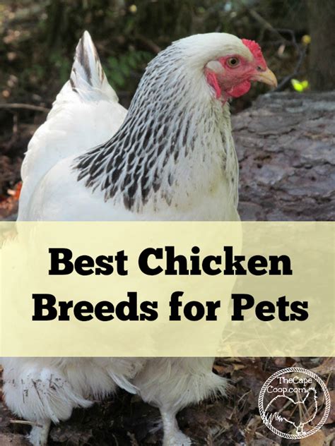 Best Chicken Breeds for Pets - The Cape Coop