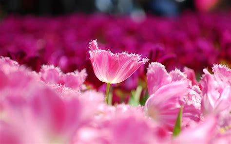 Tulips Pink Petals Flowers Field - [1920 x 1200]