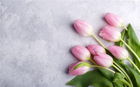 Pink tulips, gray wall texture, spring pink flowers, tulips, floral background, HD wallpaper ...