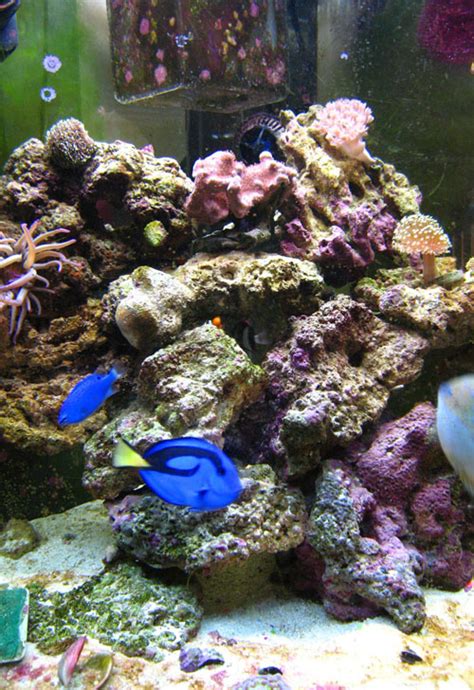 Marine aquarium - Wikipedia