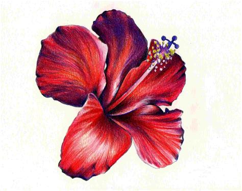 Drawing Flowers Colored Pencils | Best Flower Site