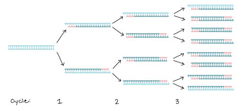 Dna Polymerase Diagram