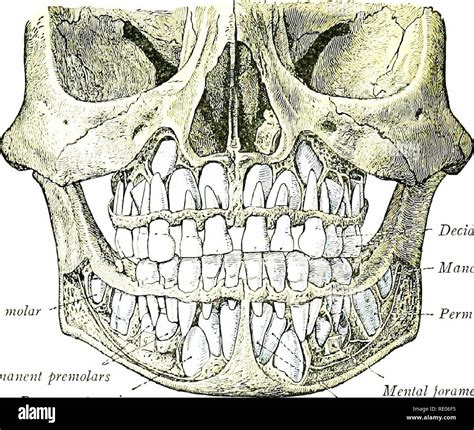 Human Toddler Skull Teeth - Deriding-Polyphemus