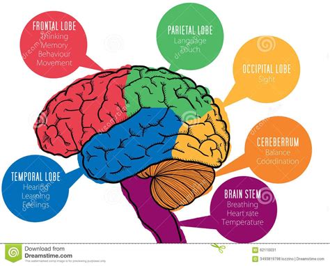 Brain Functional Areas Chart Understanding Context - Anatomy Of The Brain Part 1