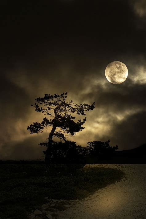 HD wallpaper: Night, Tree, Moon, Road, Dark, Landscape, dead end ...